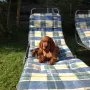Nico, der Boss am 12.08.2012.