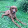 Auci Nico genießt den Sommer 2012