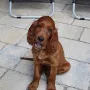 Neo ist schon eine Woche im neuen Zuhause und hält Tanja und Andre auf Trab.
