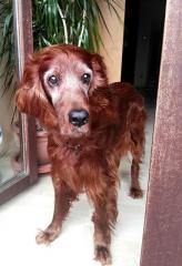 Xantia bald 14 Jahre