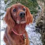 Xantia wohnt bei Fam. Schneider in Ebsdorfergrun und ist 9 Jahre alt.