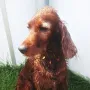 Tolle Maus, knapp 10 Jahre