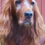 Xantia mit 11 Jahren; top Model.....