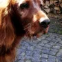 Xantia bald 12 Jahre alt