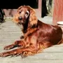 Xantia bald 13 Jahre