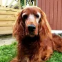 Xantia mit 13 Jahren, das freut uns sehr.