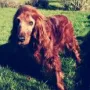 Xantia gut 13 Jahre alt