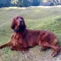 Nana im Sommer 2013