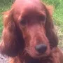 Nana, wunderschöner Kopf