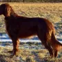 Nana im Januar 2017