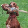 Neila ist auch als Jagdbegleiter perfekt!