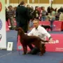 Neila gewinnt an der CACIB wels 2015 die Offene Klasse