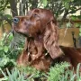 Neila, eine wunderschöne Hündin 