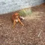 Sie hat dort schon den Garten erobert.