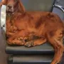Noa beim relaxen