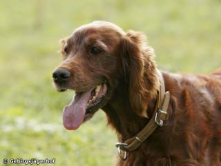 Eyreen - Fotoshooting für Partner Hund - Herbst 08