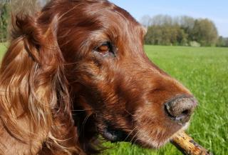 Yankee immer noch frisch mit 12 Jahren