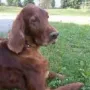 Yankee mit knapp 11 Jahren