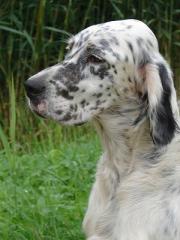"Vellen", unsere Stammutter der English Setter