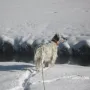 Vellen kontrolliert die Quakis.