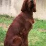 Odin mit 5 Monaten.