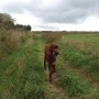 Odin beim Training zum Bringselverweiser.
