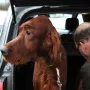 Odin ist zu Bodo und Grex nach Staßfurt umgezogen.