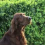 Odin, ein Prachtbursche