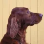 Odin nun 2 Jahre alt