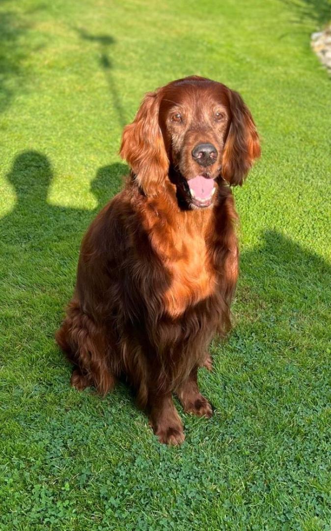Owen 13.12.2012-22.08.2024