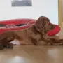 Owen wohnt jetzt in Konnersreuth bei Wolfgang Hofmann.