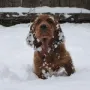 Owen im Schnee, Februar 2013