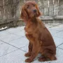 Owen im Alter von von 4 Monaten.