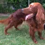 Auch Owen ist es heiß im Sommer 2015