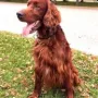 Owen im Mai 2017