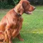 Owen, ein schöner Hund