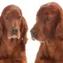 Schöner Hund braucht schönen Kopf!
