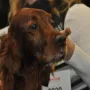 Lucky an der CACIB Nürnberg 2012; natürlich in der Ehrenklasse..)