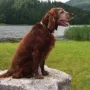 Lucky mir 11 1/2 Jahren fit wie ein Turnschuh. der werdende Vater unseres V2-Wurfes