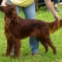 Andy in Günzburg 2012