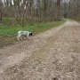 Und ihre Vorstehanlagen zeigt sie bereits.
