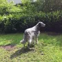 Amy im Garten wird immer geholfen