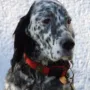 Amy im Februar 2017