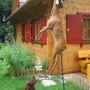 Yanko ist zu Familie Georg Wild nach Meßstetten gezogen und apportiert dort fleissig.