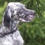 "Queeny" zu Besuch bei den Gebirgsjägern