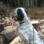 "Queeny" beim Spaziergang 