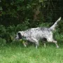 Beim Vorstehtraining..