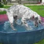 Endlich hat uns Frauchen unseren Pool aufgestellt.