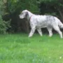 Ich schleiche mich zum Vogel vor....