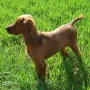 Yasmine hat es zu Frau Barbara Nickl nach Magarethen verschlagen